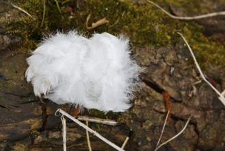 Mute swan (Cygnus olor), tuft of down feathers, Peene Valley nature park Park, Mecklenburg-Western