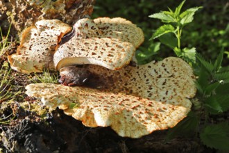 Scaly stem porling (Cerioporus squamosus) on dead wood, Peene Valley nature park Park,