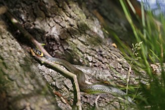 Grass snake (Natrix natrix), resting animal in the sun, grass snake sunbathing, Peene Valley nature