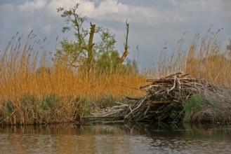 Beaver (Castor fibre), castle of a beaver on the banks of the Peene, dwelling of a beaver, Peene