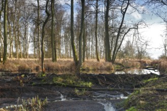 Beaver (Castor fibre), stream dammed by beaver, dam, Peene Valley nature park Park,