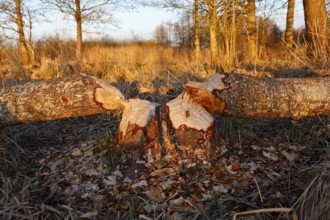 Beaver (Castor fibre), tree felled by a beaver, activities of a beaver, beaver cutting, Peene