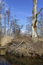 Beaver (Castor fibre), castle of a beaver on the banks of the Peene, dwelling of a beaver, Peene