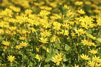 Lesser celandine (Ficaria verna, synonym: Ranunculus ficaria L.), flowers in a damp location, Peene
