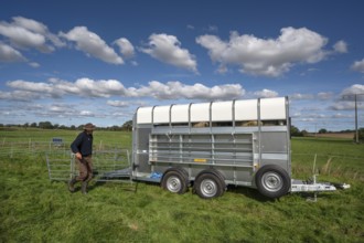 After loading the sheep, shepherd dismantles the ferch in the pasture, Rehna, Mecklenburg.