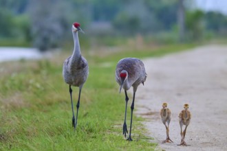 Crane parents and chicks walking side by side on a dirt track, Canada cranes or Florida cranes