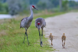 Two adult cranes and two chicks walking along a path, Canada cranes or Florida cranes (Grus