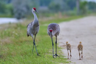 Two cranes with red heads leading their chicks along a path, Canada cranes or Florida cranes (Grus