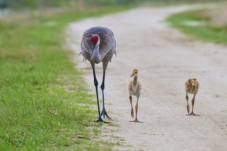 A crane leading two chicks along a path, Canada cranes or Florida cranes (Grus canadensis