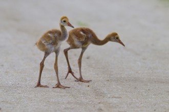 Two crane chicks walking side by side on a path, Canada cranes or Florida cranes (Grus canadensis