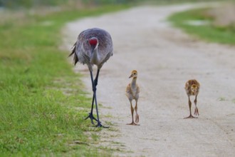 A crane leading two chicks along a path, Canada cranes or Florida cranes (Grus canadensis