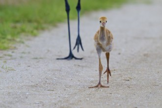 A crane chick walks directly in front of the camera on a path, Canada cranes or Florida cranes