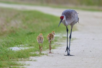 A crane with two chicks walks along a path in green surroundings, Canada cranes or Florida cranes