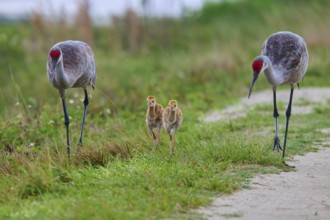 Two cranes and chicks on a path in a natural environment, Canada cranes or Florida cranes (Grus