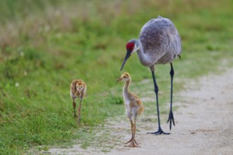 A crane with two chicks on a path in nature, Canada cranes or Florida cranes (Grus canadensis