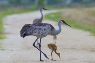 Two adult cranes with a chick on a rural road, Canada cranes or Florida cranes (Grus canadensis