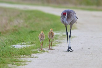 A crane walks along a rural path with two chicks, Canada cranes or Florida cranes (Grus canadensis