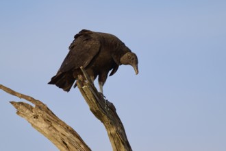 A vulture sits on a branch against the blue sky and looks down, Turkey Vulture (Cathartes aura),