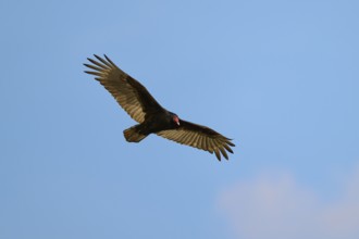 A vulture flies with spread wings in the blue sky, Turkey Vulture (Cathartes aura), Spring, Orlando