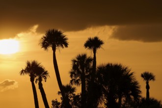 Palm trees and setting sun radiate a tropical atmosphere, spring, Orlando Wetlands, Christmas,