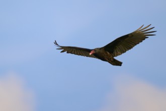 A vulture flies with spread wings in the clear blue sky, turkey vulture (Cathartes aura), spring,