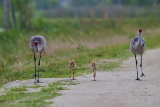 Crane parents and their chicks walk along a grass-lined path, Canada cranes or Florida cranes (Grus