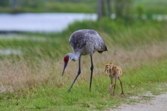 A crane with chicks walks in a meadow at the lakeshore, Canada cranes or Florida cranes (Grus