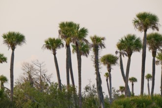 Tall palm trees stand against a bright sky surrounded by green nature, spring, Orlando Wetlands,
