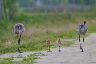 Crane parents and chicks walking along a rural path, Canada cranes or Florida cranes (Grus