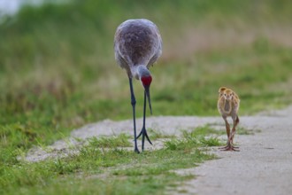 A crane with chicks follows a path flanked by grass, Canada cranes or Florida cranes (Grus