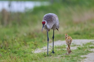 A crane leads its chick along a nature trail, Canada cranes or Florida cranes (Grus canadensis
