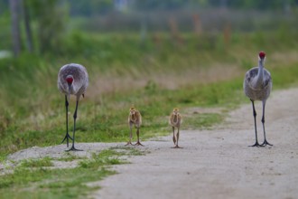 Family of cranes walking close together on a path, Canada cranes or Florida cranes (Grus canadensis