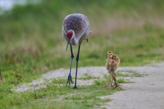 A crane and its chicks walking along a rural path, Canada cranes or Florida cranes (Grus canadensis