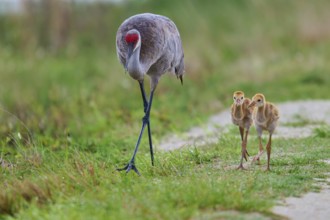 Crane and two chicks walking in a meadow, Canada cranes or Florida cranes (Grus canadensis