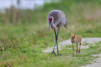 A crane with two chicks in a green landscape, Canada cranes or Florida cranes (Grus canadensis