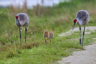 Pair of cranes with chicks in a meadow, Canada cranes or Florida cranes (Grus canadensis