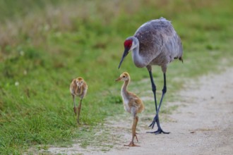 Crane leading chicks on a rural path, Canada cranes or Florida cranes (Grus canadensis pratensis),