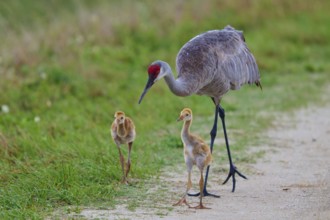 Crane parents and chicks walking on a nature trail, Canada cranes or Florida cranes (Grus