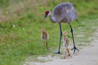 Crane parents leading their chicks along a narrow path, Canada cranes or Florida cranes (Grus