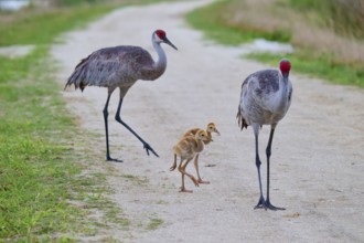 Two crane parents leading their two chicks along a rural path, Canada cranes or Florida cranes