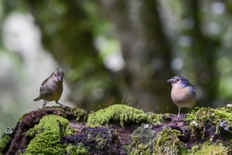 Madeira Chaffinch (Fringilla coelebs maderensis), sitting on a branch, Madeira, Portugal