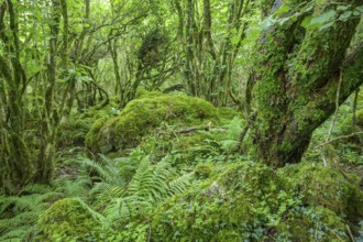 Mossy forest and ferns at St Colman's Chapel and Sacred Spring, Burren, Keelhilla, Carran, County
