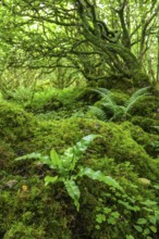 Mossy forest and ferns at St Colman's Chapel and Sacred Spring, Burren, Keelhilla, Carran, County