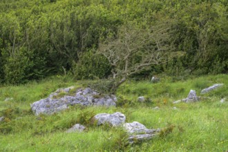 Trees and hedges near St Colman's Chapel, Burren Karst Landscape, Keelhilla, Carran, County Clare,