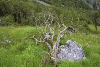Dead tree, Burren, Keelhilla, Carran, County Clare, Ireland