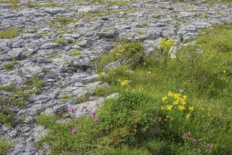 Karst landscape of the Burren, Keelhilla, Carran, County Clare, Ireland