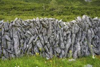 Stone wall in the karst landscape of the Burren, Keelhilla, Carran, County Clare, Ireland