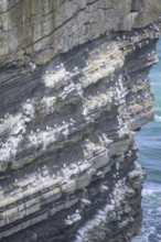 Petrels nest at the Dun Briste Sea Stack at Downpatrick Head, Lackan, County Mayo, Ireland