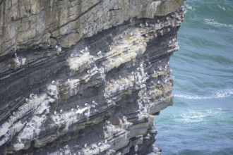 Petrels nest at the Dun Briste Sea Stack at Downpatrick Head, Lackan, County Mayo, Ireland
