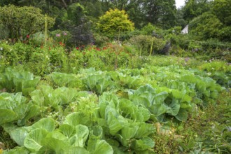Growing vegetables in Castle Garden, Glenveagh National Park, Cross Roads, County Donegal, Ireland